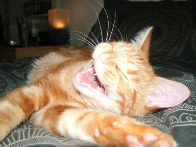 Yawning Cat Number 199